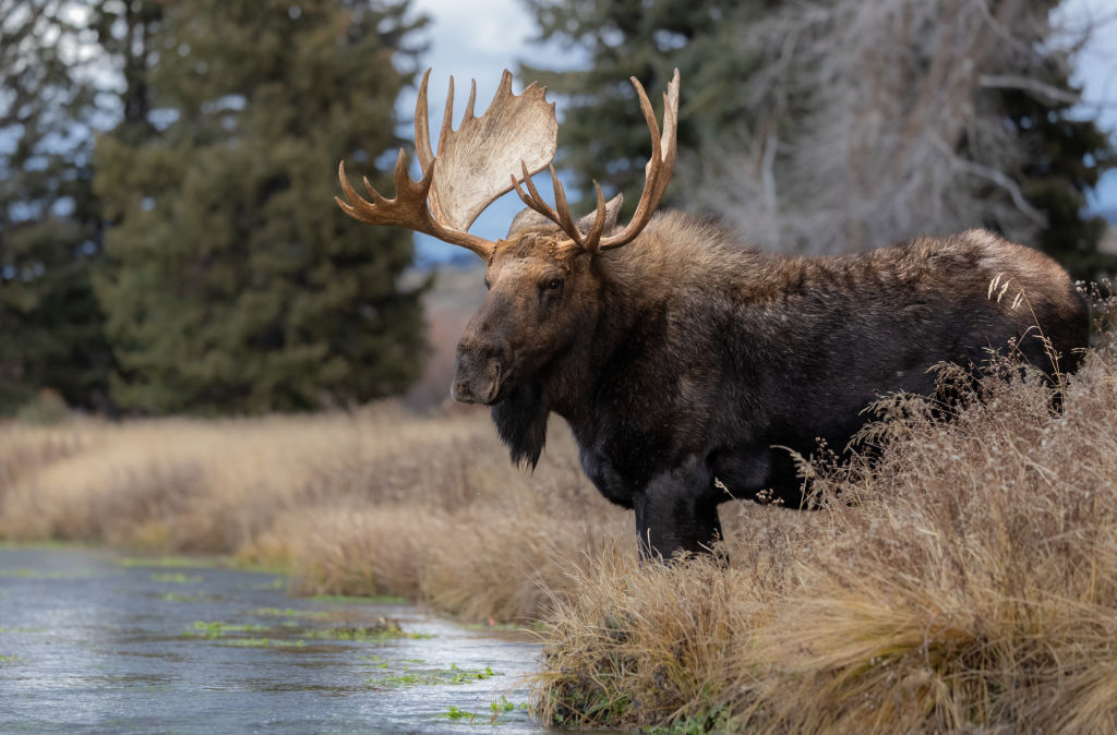 Moose in Grand Teton National Park Wyoming