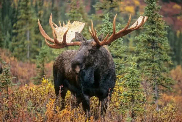large-bull-moose